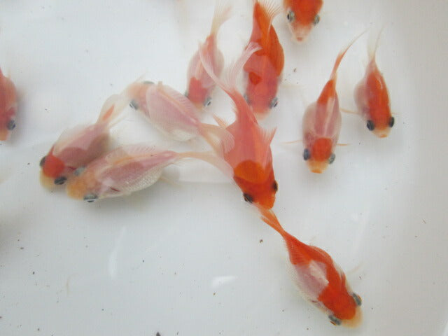 倉庫◆生体（1匹）  玉サバ 当歳魚  約5~7センチ　 タマサバ/金魚/たまさば/琉金/りゅうきん/きんぎょ/国産金魚【金魚小屋-希-福岡】