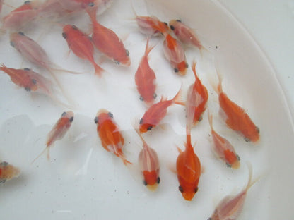 倉庫◆生体（1匹）  玉サバ 当歳魚  約5~7センチ　 タマサバ/金魚/たまさば/琉金/りゅうきん/きんぎょ/国産金魚【金魚小屋-希-福岡】
