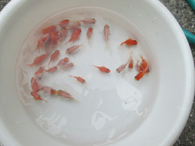 倉庫◆生体（1匹）  玉サバ 当歳魚  約5~7センチ　 タマサバ/金魚/たまさば/琉金/りゅうきん/きんぎょ/国産金魚【金魚小屋-希-福岡】