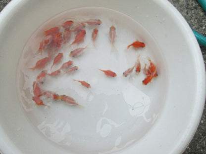 倉庫◆生体（1匹）  玉サバ 当歳魚  約5~7センチ　 タマサバ/金魚/たまさば/琉金/りゅうきん/きんぎょ/国産金魚【金魚小屋-希-福岡】
