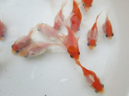 倉庫◆生体（1匹）  玉サバ 当歳魚  約5~7センチ　 タマサバ/金魚/たまさば/琉金/りゅうきん/きんぎょ/国産金魚【金魚小屋-希-福岡】