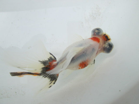 倉庫◆生体（1匹）  蝶尾 弐歳魚  約7~8センチ（11）　 チョウビ/金魚/出目金/ちょうび/きんぎょ/国産金魚【金魚小屋-希-福岡】