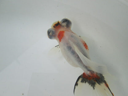 倉庫◆生体（1匹）  蝶尾 弐歳魚  約7~8センチ（11）　 チョウビ/金魚/出目金/ちょうび/きんぎょ/国産金魚【金魚小屋-希-福岡】