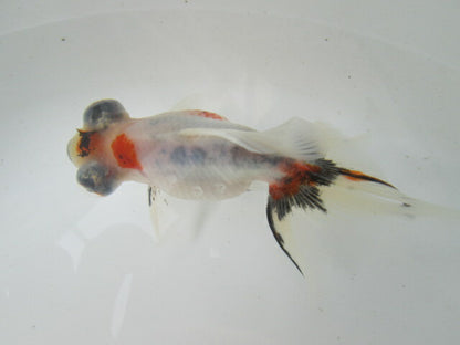 倉庫◆生体（1匹）  蝶尾 弐歳魚  約7~8センチ（11）　 チョウビ/金魚/出目金/ちょうび/きんぎょ/国産金魚【金魚小屋-希-福岡】