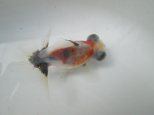 倉庫◆生体（1匹）  蝶尾 弐歳魚  約7~8センチ（12）　 チョウビ/金魚/出目金/ちょうび/きんぎょ/国産金魚【金魚小屋-希-福岡】