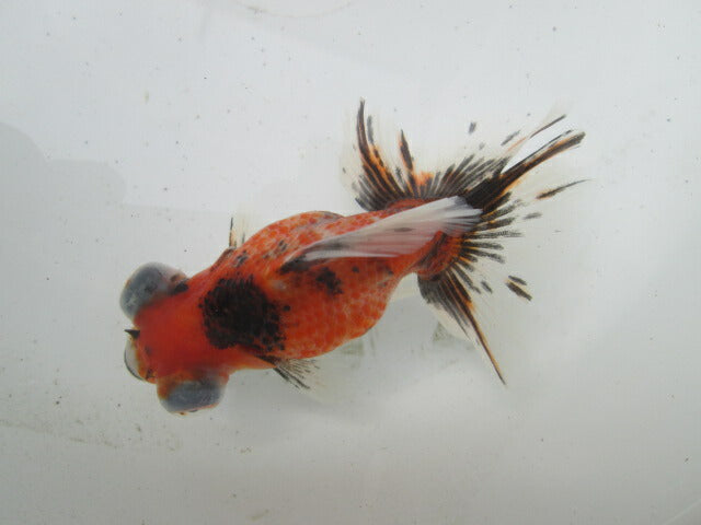 倉庫◆生体（1匹）  蝶尾 弐歳魚  約8~10センチ（13）　 チョウビ/金魚/出目金/ちょうび/きんぎょ/国産金魚【金魚小屋-希-福岡】