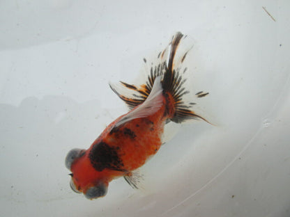 倉庫◆生体（1匹）  蝶尾 弐歳魚  約8~10センチ（13）　 チョウビ/金魚/出目金/ちょうび/きんぎょ/国産金魚【金魚小屋-希-福岡】