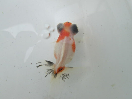 倉庫◆生体（1匹）  蝶尾 弐歳魚  約7~8センチ（14）　 チョウビ/金魚/出目金/ちょうび/きんぎょ/国産金魚【金魚小屋-希-福岡】
