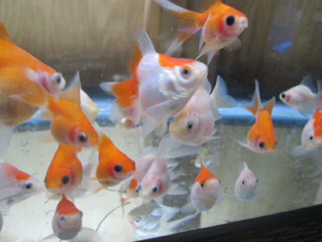 倉庫◆生体（1匹）  玉サバ 弐歳魚  約6~8センチ　 タマサバ/金魚/たまさば/琉金/りゅうきん/きんぎょ/国産金魚【金魚小屋-希-福岡】