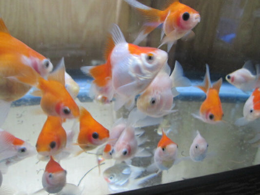 倉庫◆生体（1匹）  玉サバ 弐歳魚  約6~8センチ　 タマサバ/金魚/たまさば/琉金/りゅうきん/きんぎょ/国産金魚【金魚小屋-希-福岡】