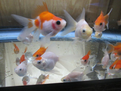 倉庫◆生体（1匹）  玉サバ 弐歳魚  約6~8センチ　 タマサバ/金魚/たまさば/琉金/りゅうきん/きんぎょ/国産金魚【金魚小屋-希-福岡】