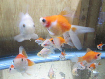 倉庫◆生体（1匹）  玉サバ 弐歳魚  約6~8センチ　 タマサバ/金魚/たまさば/琉金/りゅうきん/きんぎょ/国産金魚【金魚小屋-希-福岡】