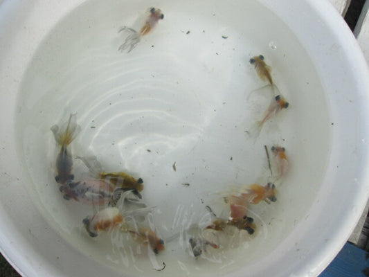 倉庫◆生体（1匹）  変わり竜(2)  弐歳魚  約7~8センチ 穂竜/金魚/ほりゅう/きんぎょ/国産金魚【金魚小屋-希-福岡】