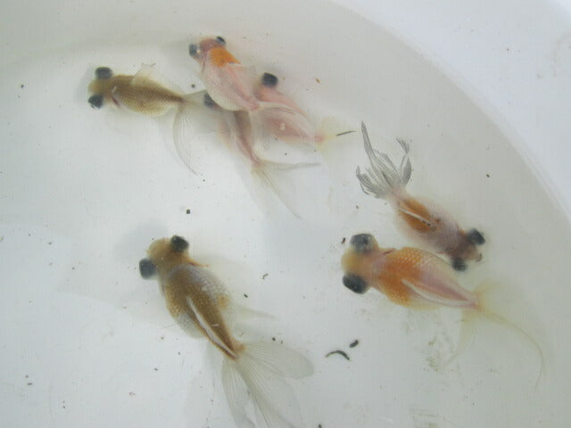 倉庫◆生体（1匹）  変わり竜(2)  弐歳魚  約7~8センチ 穂竜/金魚/ほりゅう/きんぎょ/国産金魚【金魚小屋-希-福岡】