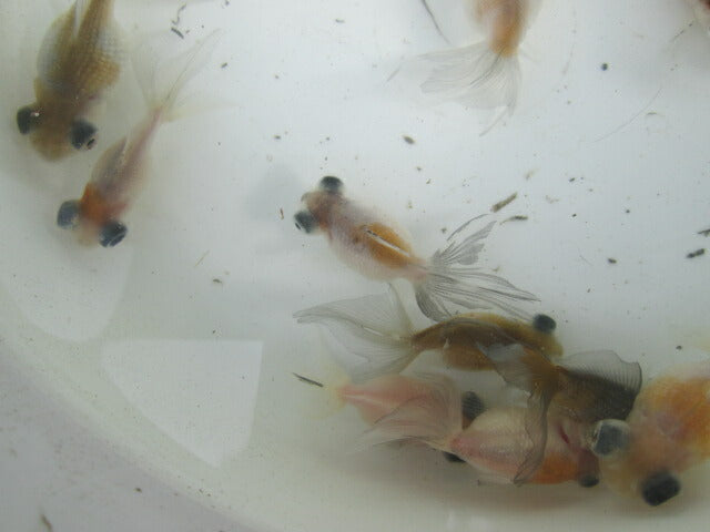 倉庫◆生体（1匹）  変わり竜(2)  弐歳魚  約7~8センチ 穂竜/金魚/ほりゅう/きんぎょ/国産金魚【金魚小屋-希-福岡】
