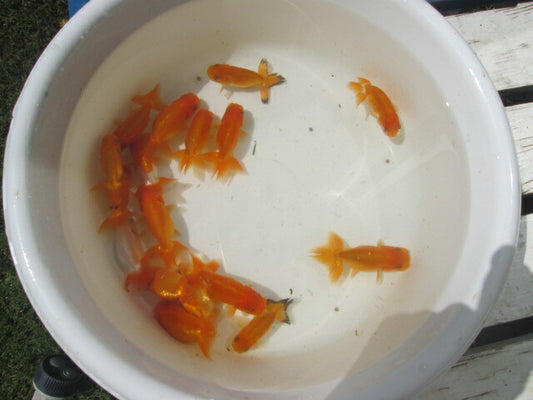 倉庫◆生体  らんちゅう 明弐歳魚  約7〜8センチ （1匹）ランチュウ/金魚/らんちう/きんぎょ/国産金魚【金魚小屋-希-福岡】