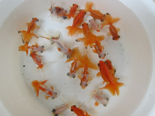 倉庫◆生体（1匹）  蝶尾 弐歳魚  約5~7センチ　 チョウビ/金魚/出目金/ちょうび/きんぎょ/国産金魚【金魚小屋-希-福岡】