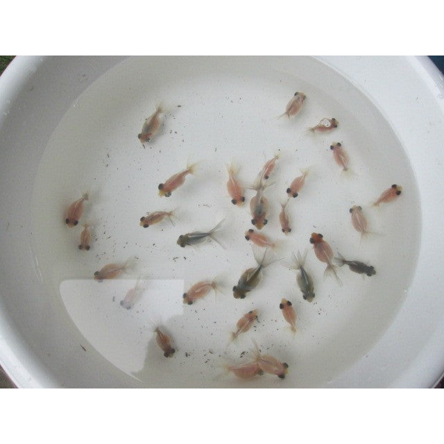 倉庫◆生体  変わり竜  当歳魚  約3~4センチ(1匹) 穂竜/金魚/ほりゅう/きんぎょ/国産金魚【金魚小屋-希-福岡】