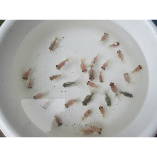 倉庫◆生体  変わり竜  当歳魚  約3~4センチ(1匹) 穂竜/金魚/ほりゅう/きんぎょ/国産金魚【金魚小屋-希-福岡】