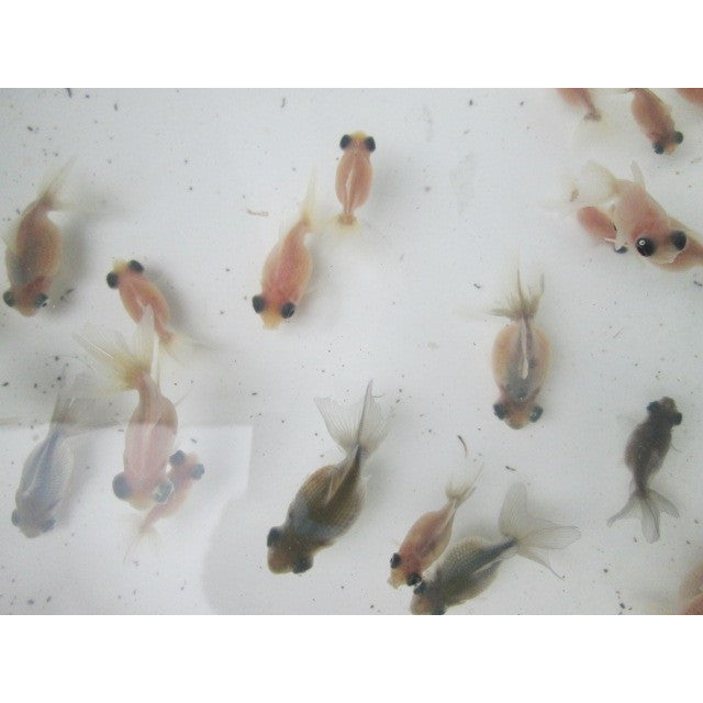 倉庫◆生体  変わり竜  当歳魚  約3~4センチ(1匹) 穂竜/金魚/ほりゅう/きんぎょ/国産金魚【金魚小屋-希-福岡】