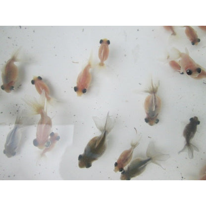 倉庫◆生体  変わり竜  当歳魚  約3~4センチ(1匹) 穂竜/金魚/ほりゅう/きんぎょ/国産金魚【金魚小屋-希-福岡】