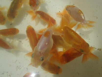 倉庫◆生体  らんちゅう 当歳魚  約5センチ （1匹）ランチュウ/金魚/らんちう/きんぎょ/国産金魚【金魚小屋-希-福岡】
