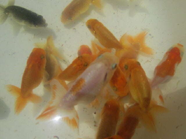倉庫◆生体  らんちゅう 当歳魚  約5センチ （1匹）ランチュウ/金魚/らんちう/きんぎょ/国産金魚【金魚小屋-希-福岡】