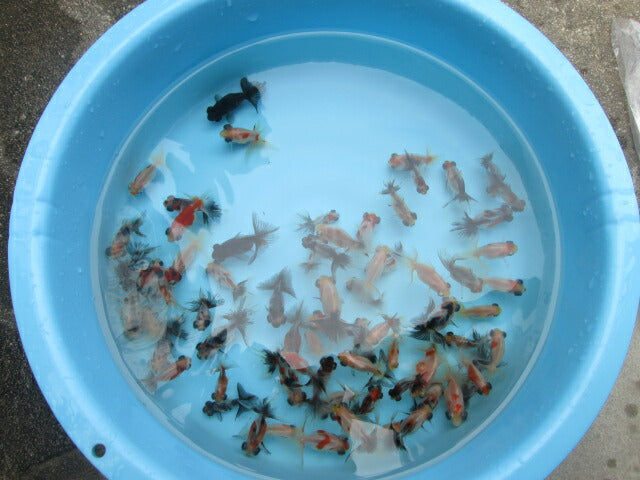 倉庫◆生体（1匹）  蝶尾 当歳魚  約5~6センチ　 チョウビ/金魚/出目金/ちょうび/きんぎょ/国産金魚【金魚小屋-希-福岡】