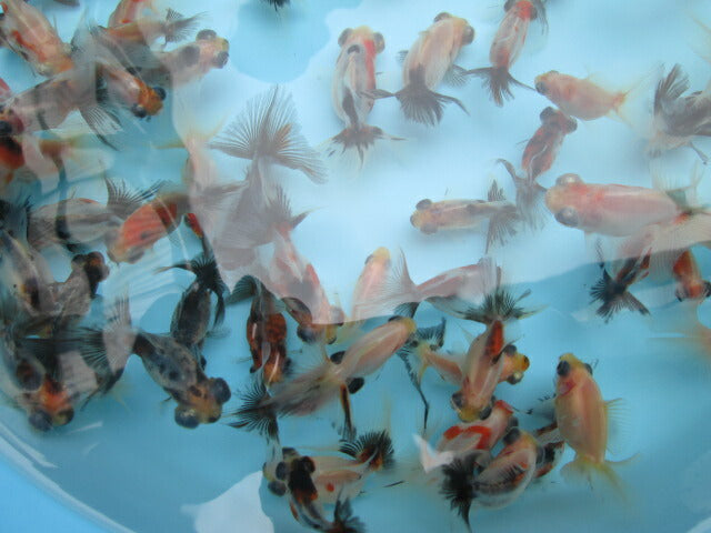 倉庫◆生体（1匹）  蝶尾 当歳魚  約5~6センチ　 チョウビ/金魚/出目金/ちょうび/きんぎょ/国産金魚【金魚小屋-希-福岡】