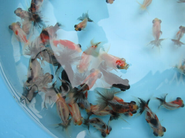 倉庫◆生体（1匹）  蝶尾 当歳魚  約5~6センチ　 チョウビ/金魚/出目金/ちょうび/きんぎょ/国産金魚【金魚小屋-希-福岡】