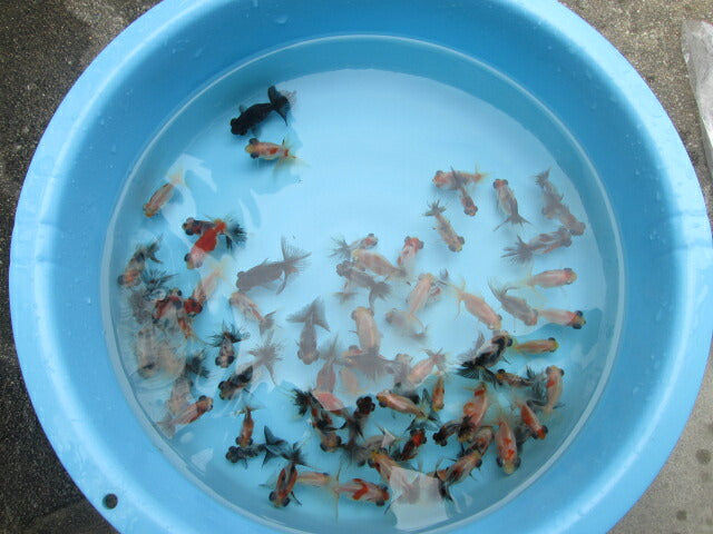 倉庫◆生体（1匹）  蝶尾 当歳魚  約5~6センチ　 チョウビ/金魚/出目金/ちょうび/きんぎょ/国産金魚【金魚小屋-希-福岡】