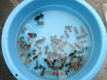 倉庫◆生体（1匹）  蝶尾 当歳魚  約5~6センチ　 チョウビ/金魚/出目金/ちょうび/きんぎょ/国産金魚【金魚小屋-希-福岡】