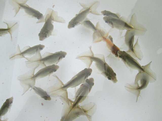 倉庫◆生体  土佐錦　当歳魚  約4〜6センチ（1匹）　 トサキン/金魚/土佐/きんぎょ/国産金魚【金魚小屋-希-福岡】