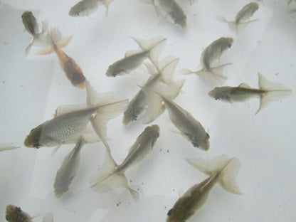 倉庫◆生体  土佐錦　当歳魚  約4〜6センチ（1匹）　 トサキン/金魚/土佐/きんぎょ/国産金魚【金魚小屋-希-福岡】