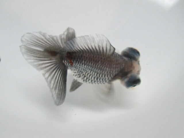 倉庫◆生体（1匹）  蝶尾 弐歳魚  約9センチ　 チョウビ/金魚/出目金/ちょうび/きんぎょ/国産金魚【金魚小屋-希-福岡】