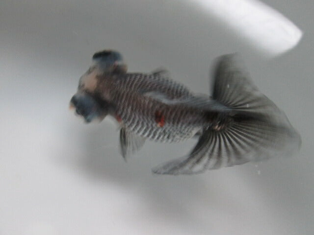 倉庫◆生体（1匹）  蝶尾 弐歳魚  約9センチ　 チョウビ/金魚/出目金/ちょうび/きんぎょ/国産金魚【金魚小屋-希-福岡】