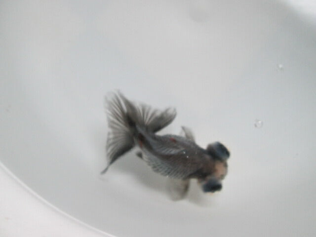 倉庫◆生体（1匹）  蝶尾 弐歳魚  約9センチ　 チョウビ/金魚/出目金/ちょうび/きんぎょ/国産金魚【金魚小屋-希-福岡】