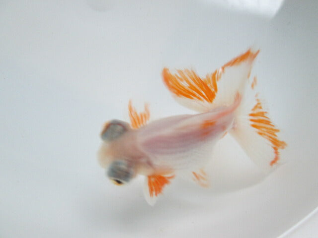 倉庫◆生体（1匹）  蝶尾 弐歳魚  約10センチ　 チョウビ/金魚/出目金/ちょうび/きんぎょ/国産金魚【金魚小屋-希-福岡】
