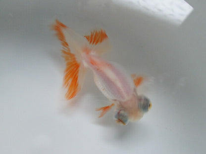 倉庫◆生体（1匹）  蝶尾 弐歳魚  約10センチ　 チョウビ/金魚/出目金/ちょうび/きんぎょ/国産金魚【金魚小屋-希-福岡】