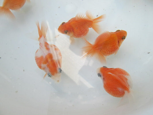 倉庫◆生体（1匹）  ピンポンパール 当歳魚  約5センチ　 ぴんぽん/金魚//ちょうちん/きんぎょ/国産金魚【金魚小屋-希-福岡】