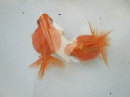 倉庫◆生体（1匹）  ピンポンパール 当歳魚  約5センチ　 ぴんぽん/金魚//ちょうちん/きんぎょ/国産金魚【金魚小屋-希-福岡】