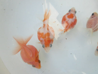 倉庫◆生体（1匹）  ピンポンパール 当歳魚  約5センチ　 ぴんぽん/金魚//ちょうちん/きんぎょ/国産金魚【金魚小屋-希-福岡】