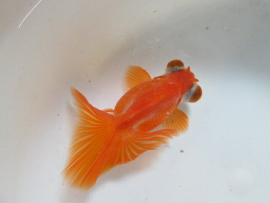 倉庫◆生体（1匹）  蝶尾 三歳魚  約9センチ　 チョウビ/金魚/出目金/ちょうび/きんぎょ/国産金魚【金魚小屋-希-福岡】