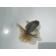 ◆完売◆生体  土佐錦（4）　明け二歳魚  約8センチ （1匹）土佐金/金魚/琉金/きんぎょ/国産金魚【金魚小屋-希-福岡】