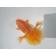 ◆完売◆生体  土佐錦（5）　明け二歳魚  約8センチ （1匹）土佐金/金魚/琉金/きんぎょ/国産金魚【金魚小屋-希-福岡】