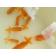 ◆完売◆生体  らんちゅう(素赤・更紗・白) 弐歳魚  約５~７センチ（1匹） ランチュウ/金魚/らんちう/きんぎょ/国産金魚(金魚小屋-希-福岡)