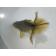 ◆完売◆生体  土佐錦（9）　二歳魚  約8~9センチ （1匹）土佐金/金魚/琉金/きんぎょ/国産金魚【金魚小屋-希-福岡】