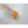 ◆完売◆生体（1匹）  東錦 参歳魚  約13センチ　 アズマニシキ/金魚/あずまにしき/高頭/きんぎょ/国産金魚(金魚小屋-希-福岡)