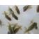 ◆完売◆生体  らんちゅう 当歳魚  約5センチ （1匹）ランチュウ/金魚/らんちう/きんぎょ/国産金魚(金魚小屋-希-福岡)