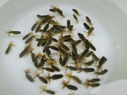 倉庫◆生体（1匹）  蝶尾 当歳魚（黒子）  約4センチ　 チョウビ/金魚/出目金/ちょうび/きんぎょ/国産金魚【金魚小屋-希-福岡】